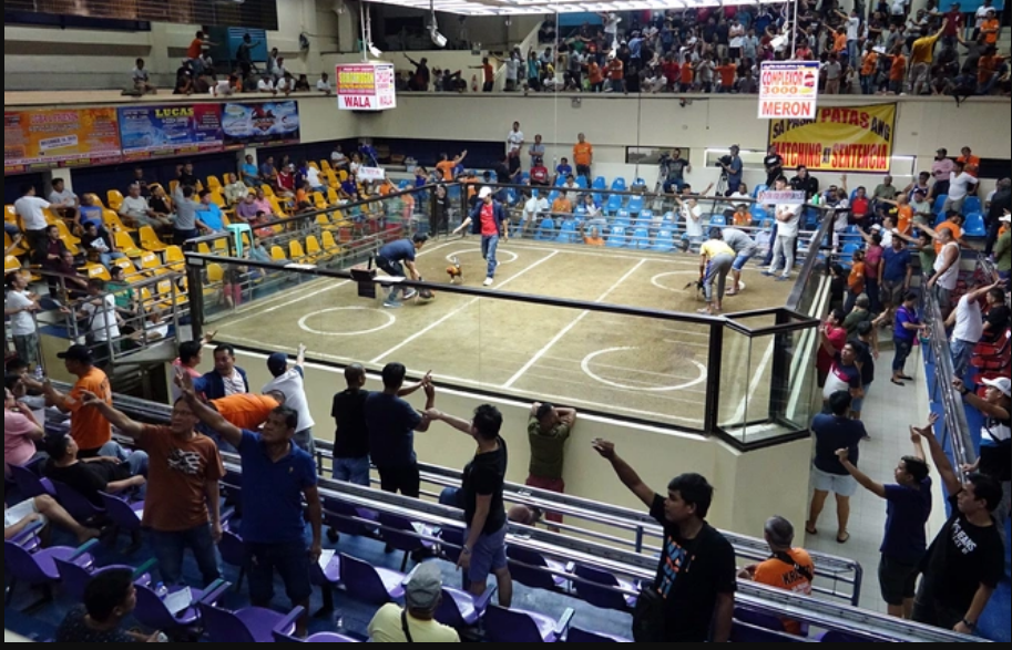 Bên trong Pasay City Cockpit, một trong hàng chục trường gà lớn tại thủ đô Manila, Philippines